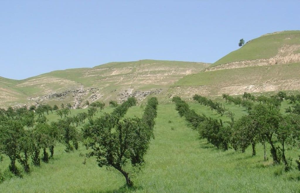 В Туркменистане приближается сезон проведения массовых озеленительных посадок