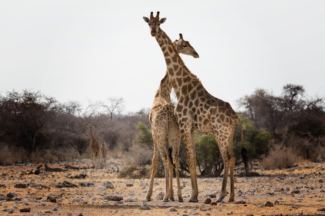 Genetic analysis reveals vulnerability of giraffe population