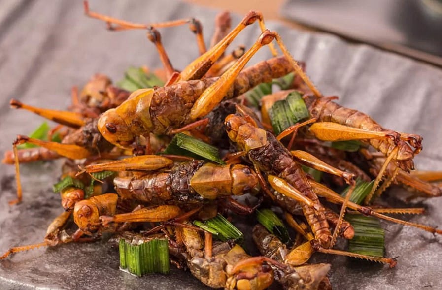Qatar banned the use of insect protein in food