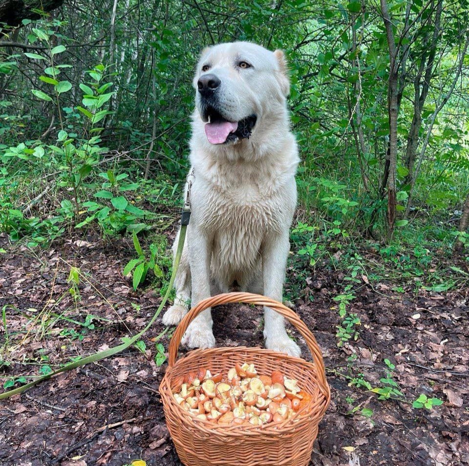 Минниханов со своим туркменским алабаем Акдостом показали грибную добычу