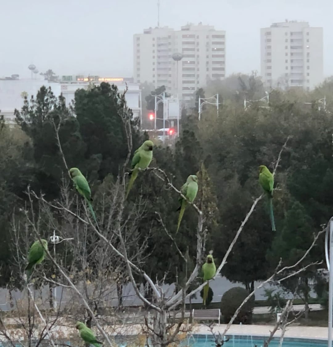A resident of Ashgabat watches a flock of green parrots flying into the city alley
