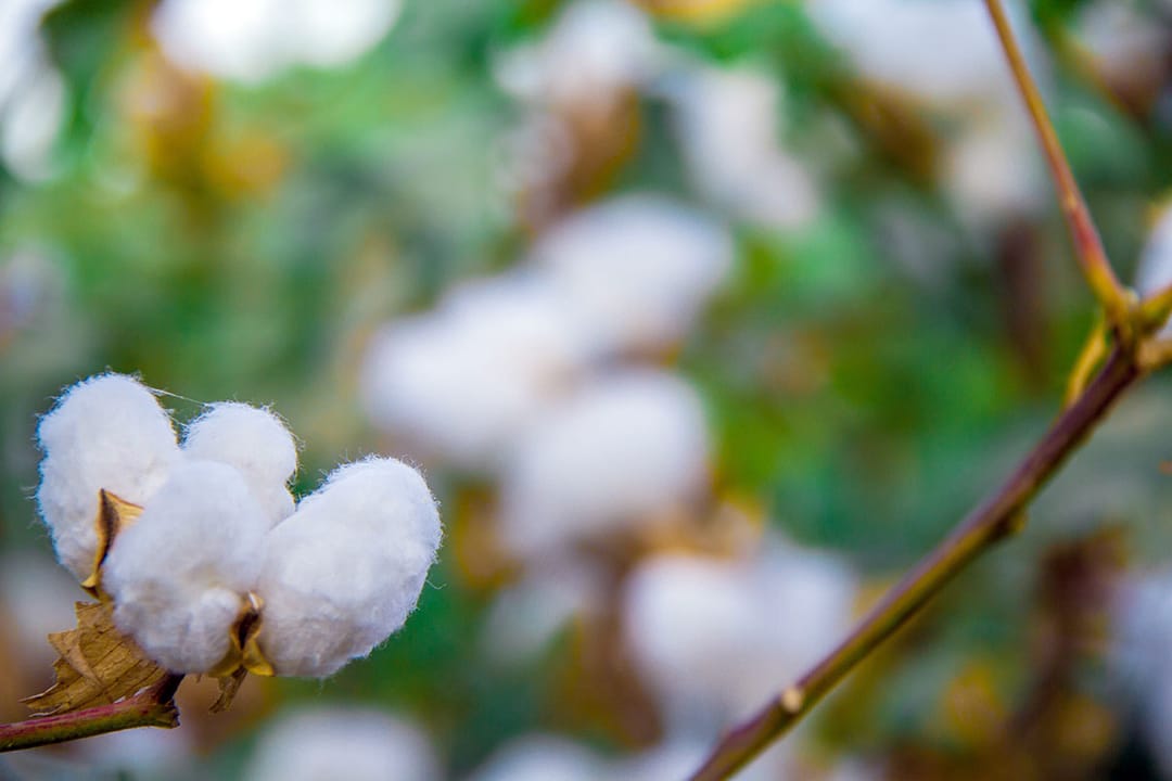 В Туркменистане налаживается производство бумаги из отходов от сбора хлопка