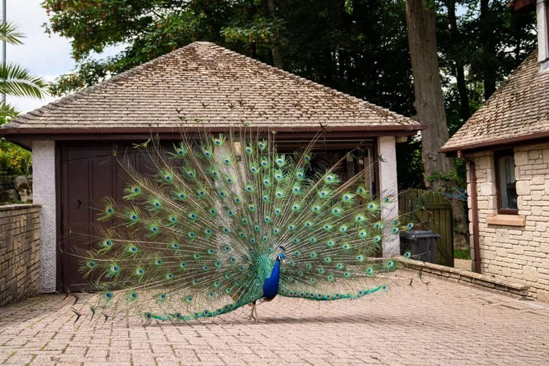 Павлины захватили английскую деревню и портят автомобили