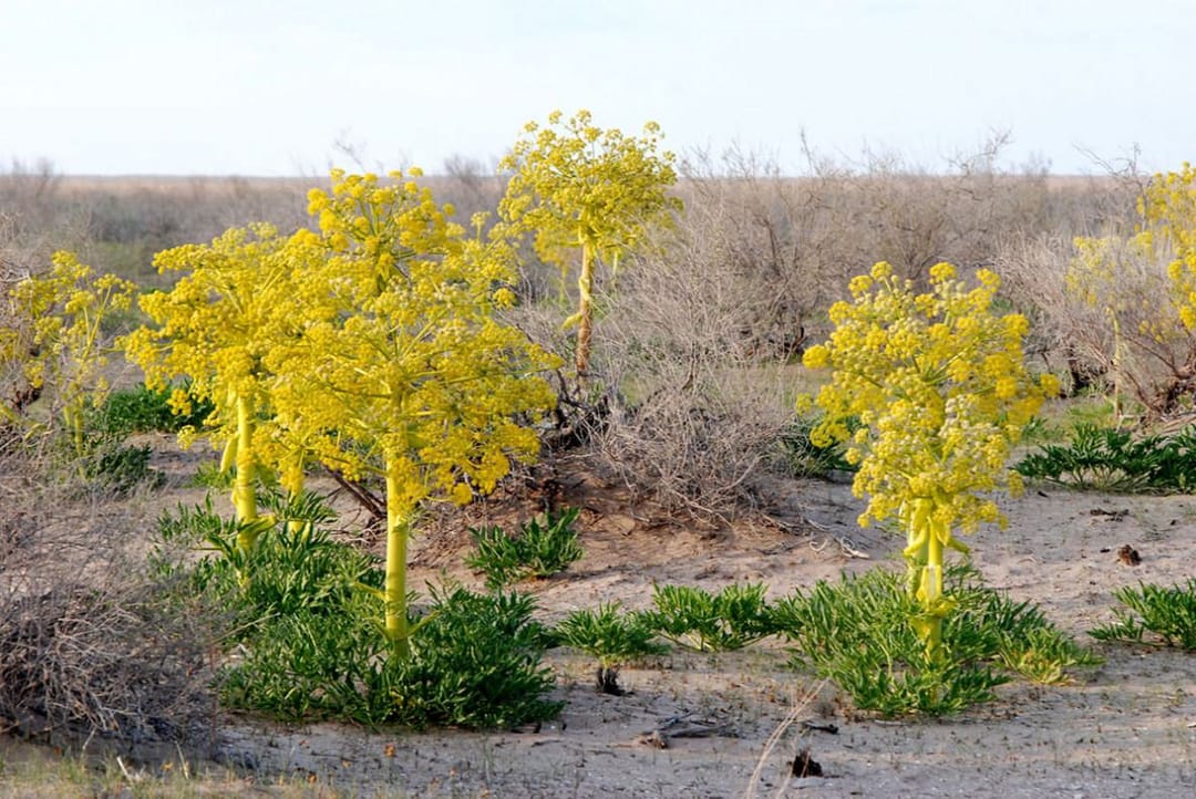 В Туркменистане создана первая спектральная библиотека пастбищной растительности