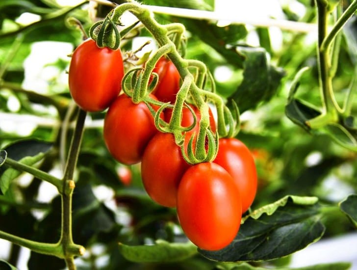 Помидоры с отредактированным геномом начали продавать в Японии