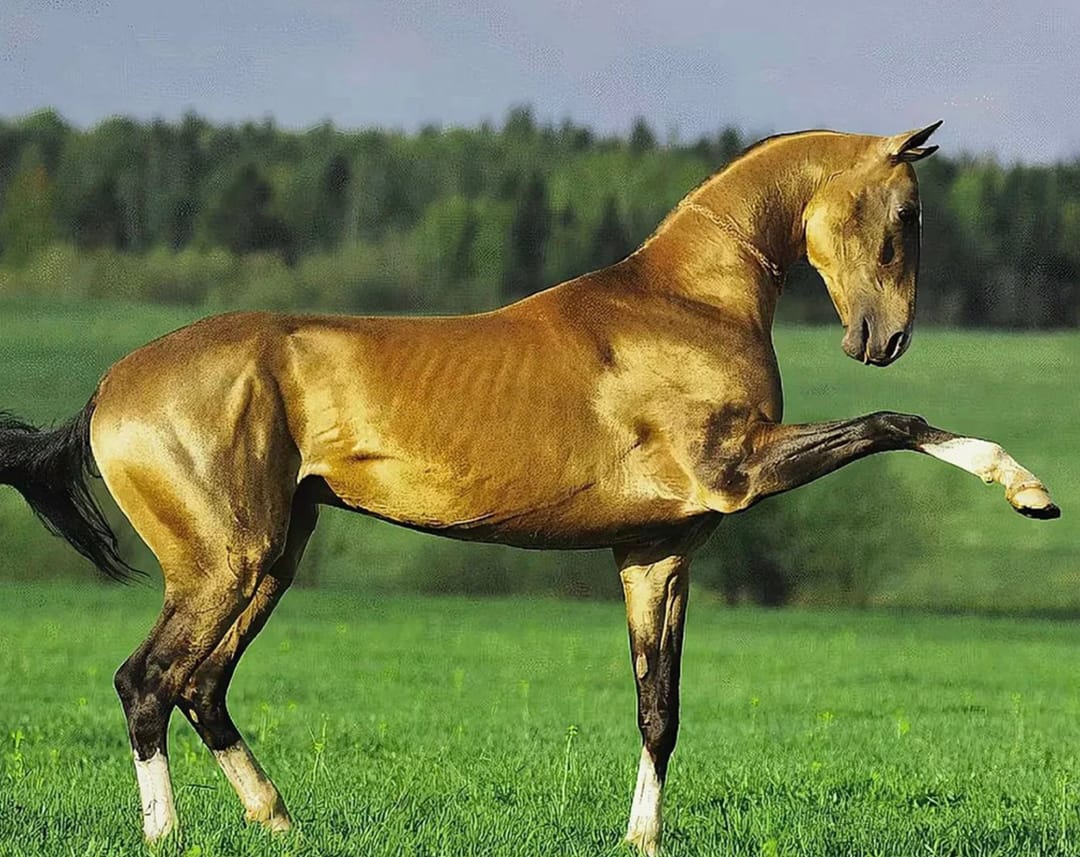 Ahal-Teke Horse Beauty Contest to Be Held in Turkmenistan on April 26