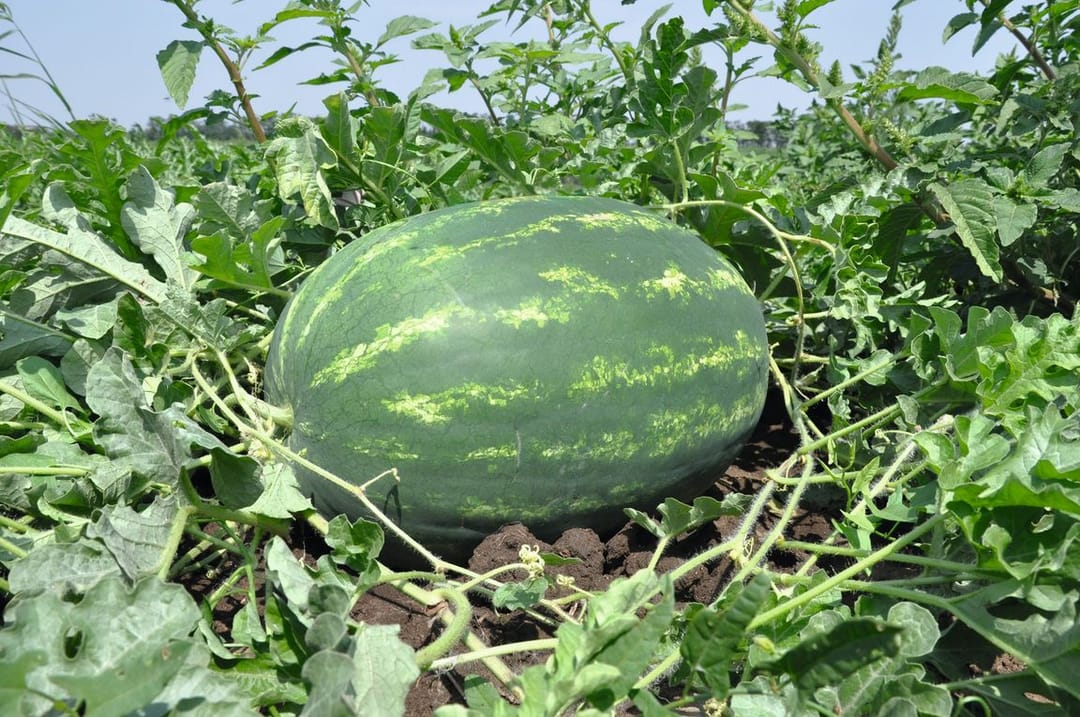 New hybrid varieties of watermelons became available for landowners of Turkmenistan