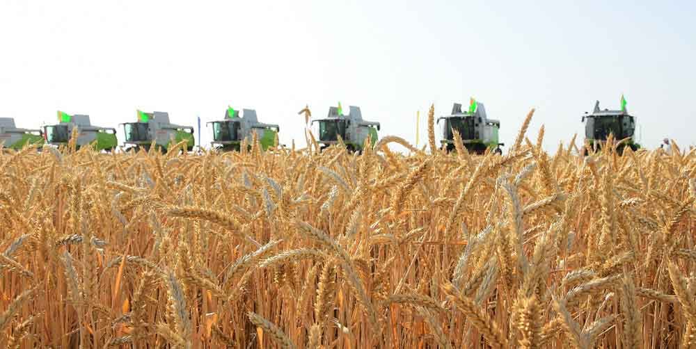 Balkan hem-de Daşoguz welaýatlarynda galla oragyna badalga berildi