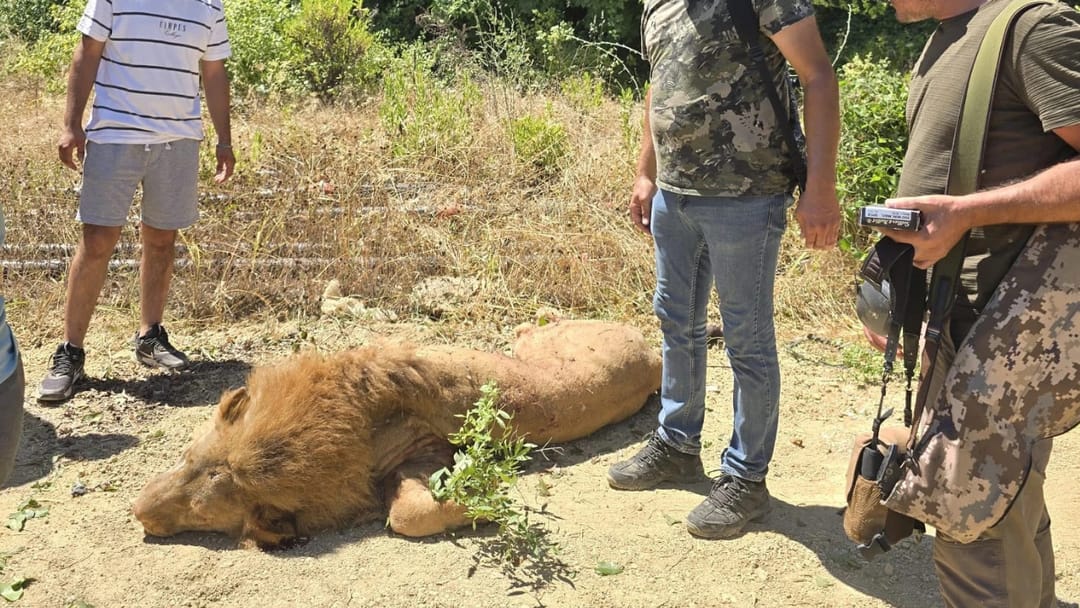 Antalýedäki haýwanat bagyndan gaçan ýolbarsy atdylar
