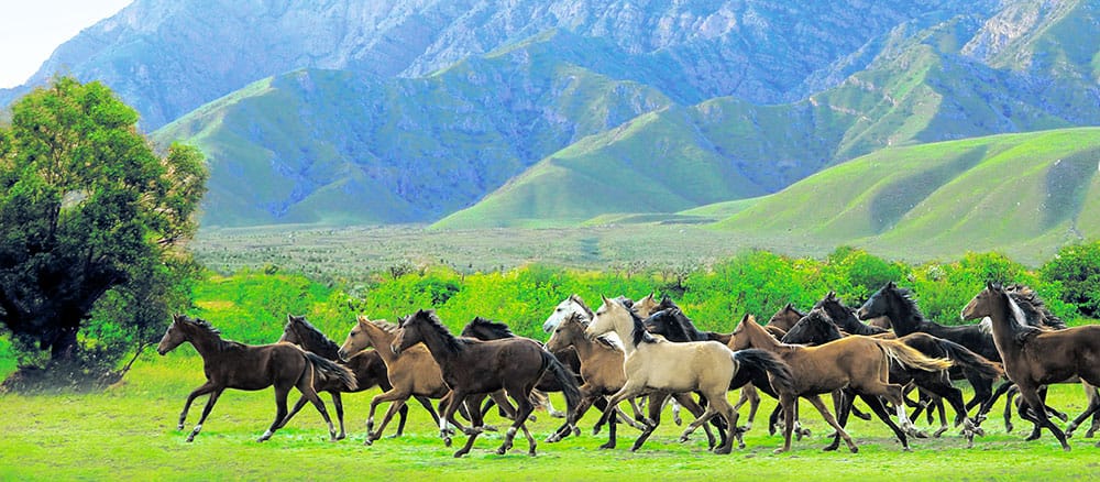 «Türkmen atlarynyň» we TOHU-nyň ýörite topary meýdan atlaryny öwrendi