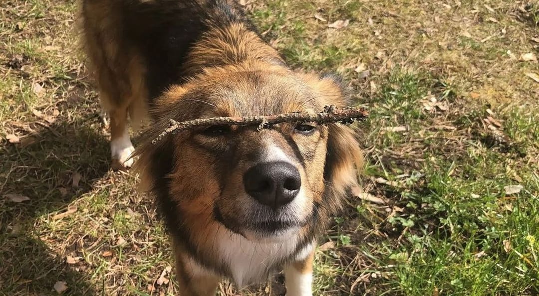 Собака из приюта стала звездой TikTok