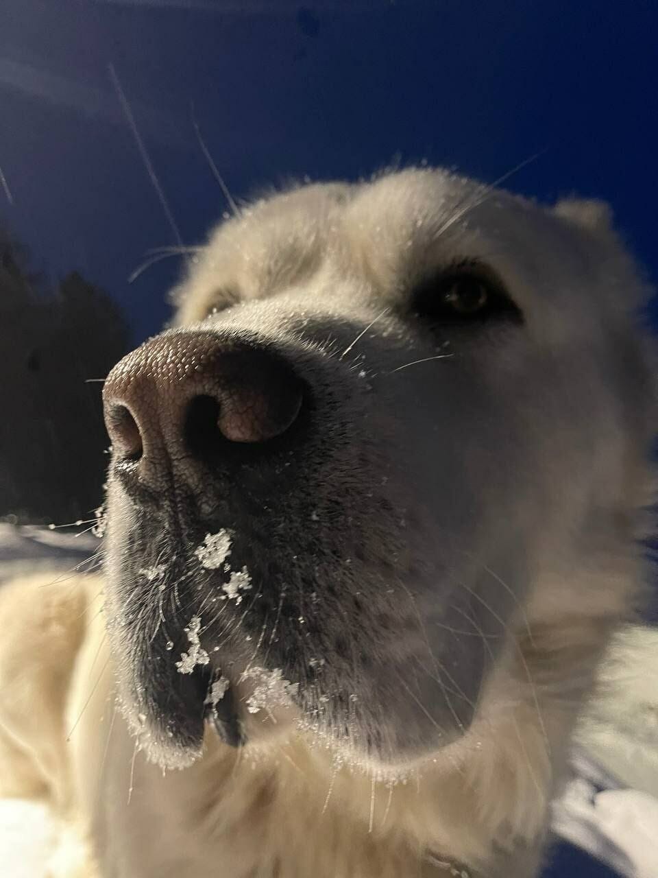 Глава Татарстана поделился новым фото алабая Акдоста