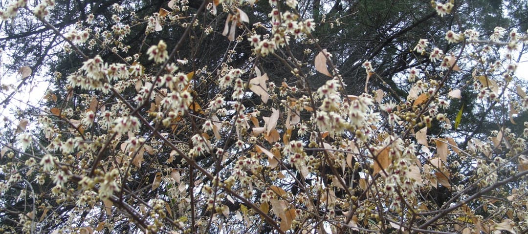 В Ашхабадском ботаническом саду благоухает зимоцвет