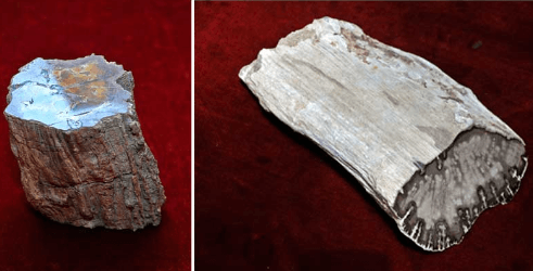 Древние окаменелости переданы в Государственный музей Туркменистана