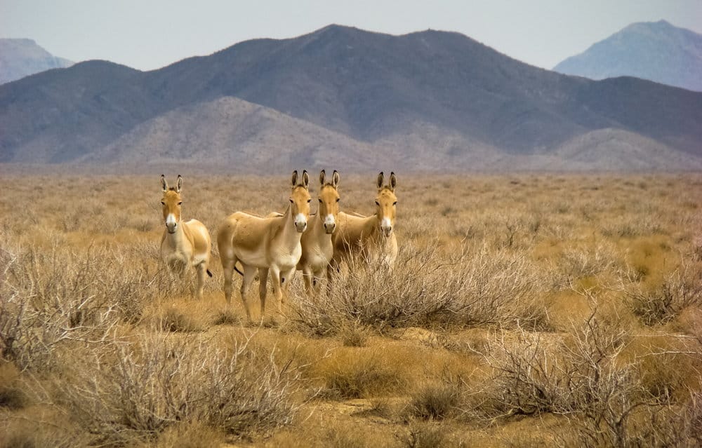 Вышла в свет электронная книга о туркменском заповеднике «Бадхызские архивы»