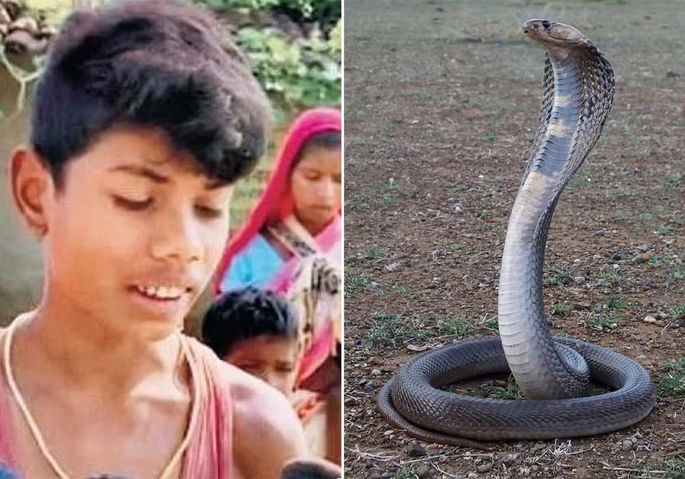 Hindistanly çaga dişläp zäherli ýylany öldürdi