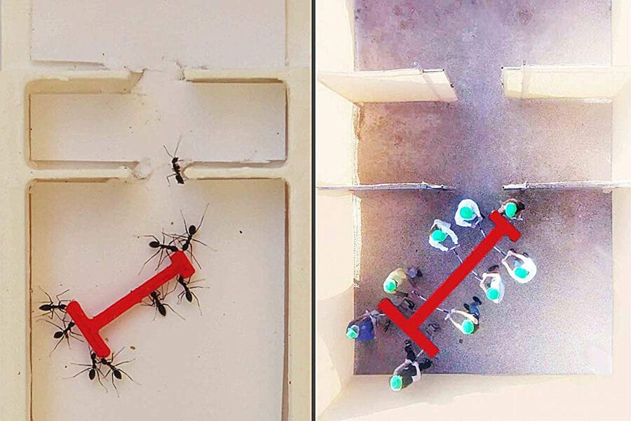 Ants are better than humans at moving unusual loads in labyrinths