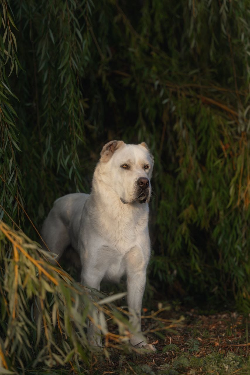 Глава Татарстана посвятил стихотворение туркменскому алабаю