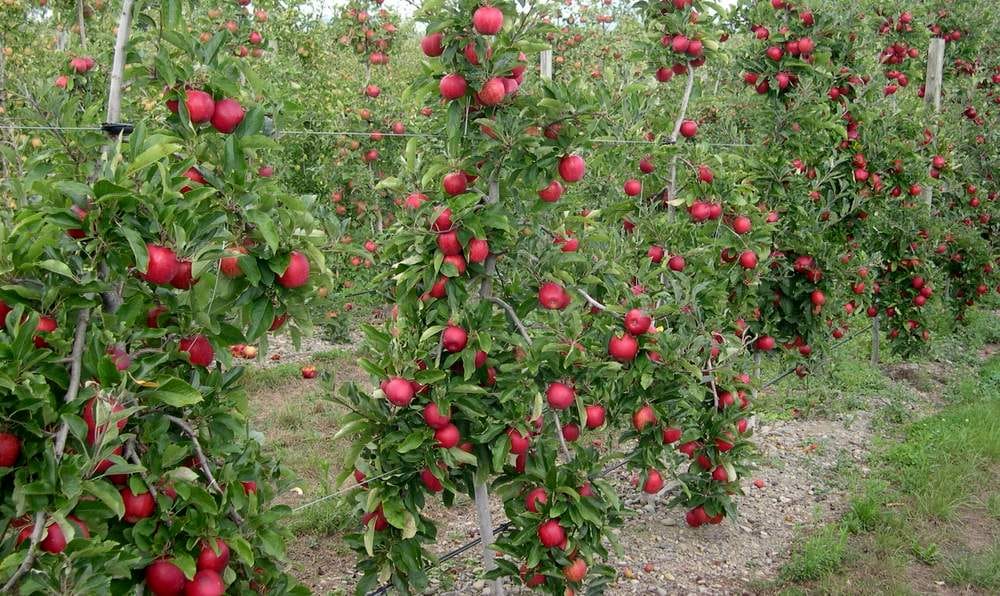 Возможность выращивания карликовых садов в Туркменистане обсуждалась в ТСХУ им.С.А.Ниязова