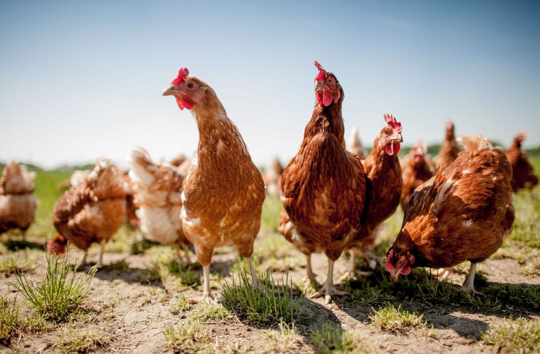 Türkmen maldarlary mikroorganizm esasly «Nourivit»  goşundylarynyň peýdasyna göz ýetirdiler