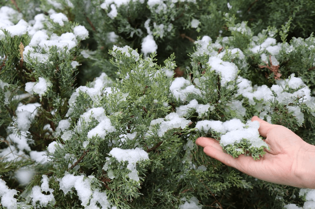 Şu hepde Türkmenistanda ýene gar ýagar
