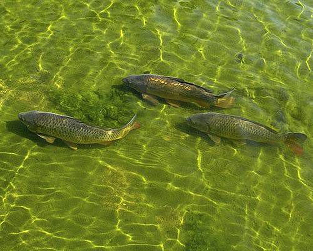 Туркменское предприятие «Myradym» расширяет рыбный промысел 