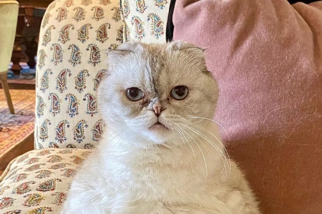 Taylor Swift's cat is richer than her boyfriend