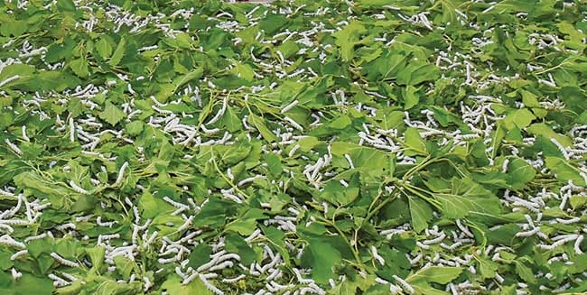 Mary welaýatynyň ýüpekçileri 410 tonna pile taýýarlamak ugrunda tutanýerli zähmet çekýärler