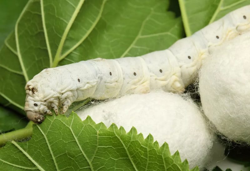 2025-nji ýyl­da je­mi 2100 ton­na çig pi­le ön­dür­mek tabşyryldy