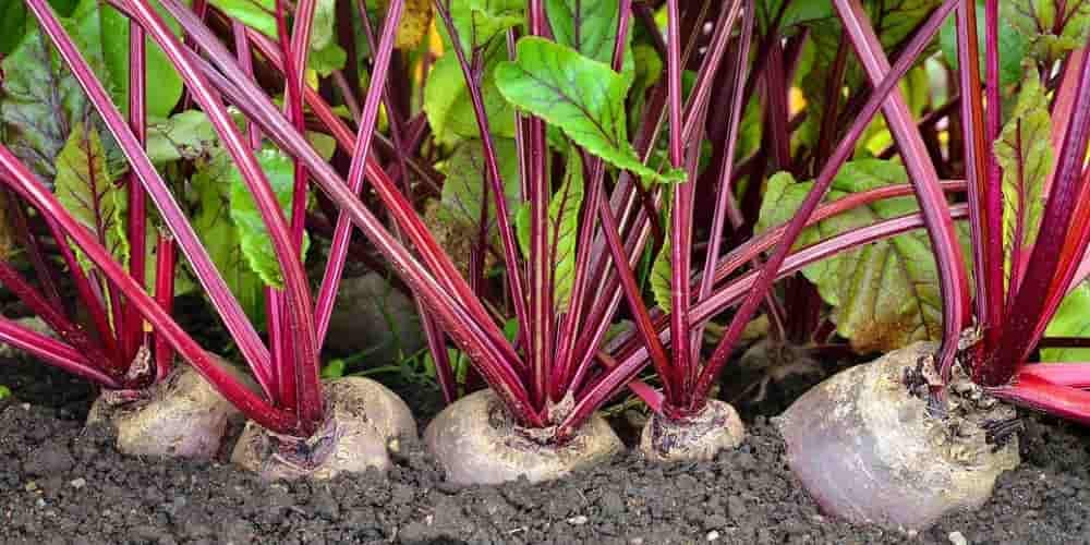 Mary welaýatynda şu ýyl 200 müň tonna şugundyr hasylyny ýygnamak meýilleşdirilýär