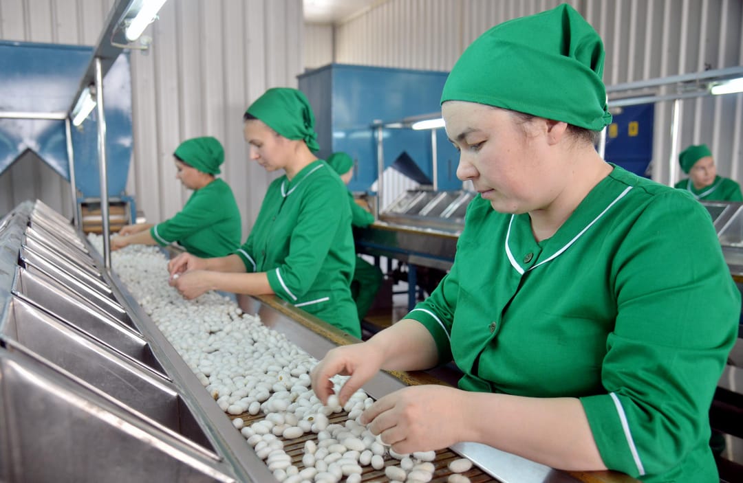 Türkmenabatdaky kärhanada 16 tonnadan gowrak çig ýüpek taýýarlanyldy