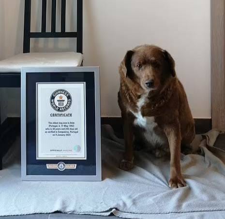 Умерла самая старая собака в мире