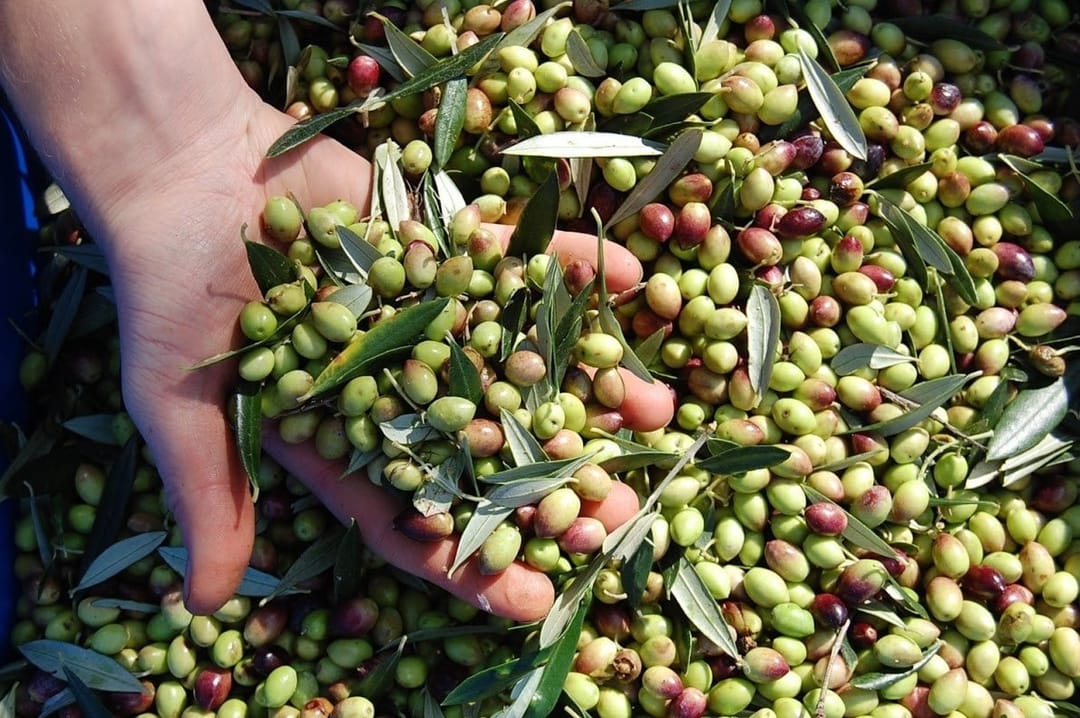 Olive orchards are harvested in Turkmenistan