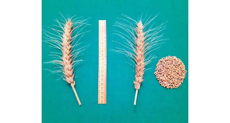 Новые сорта пшеницы вывели селекционеры Туркменистана