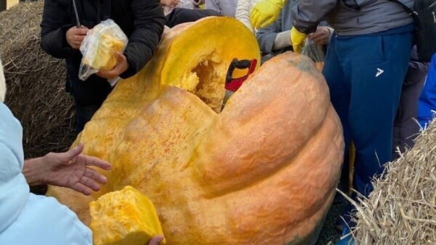 Ýarym tonnalyk kädi öýsüz haýwanlara kömek hökmünde satyldy