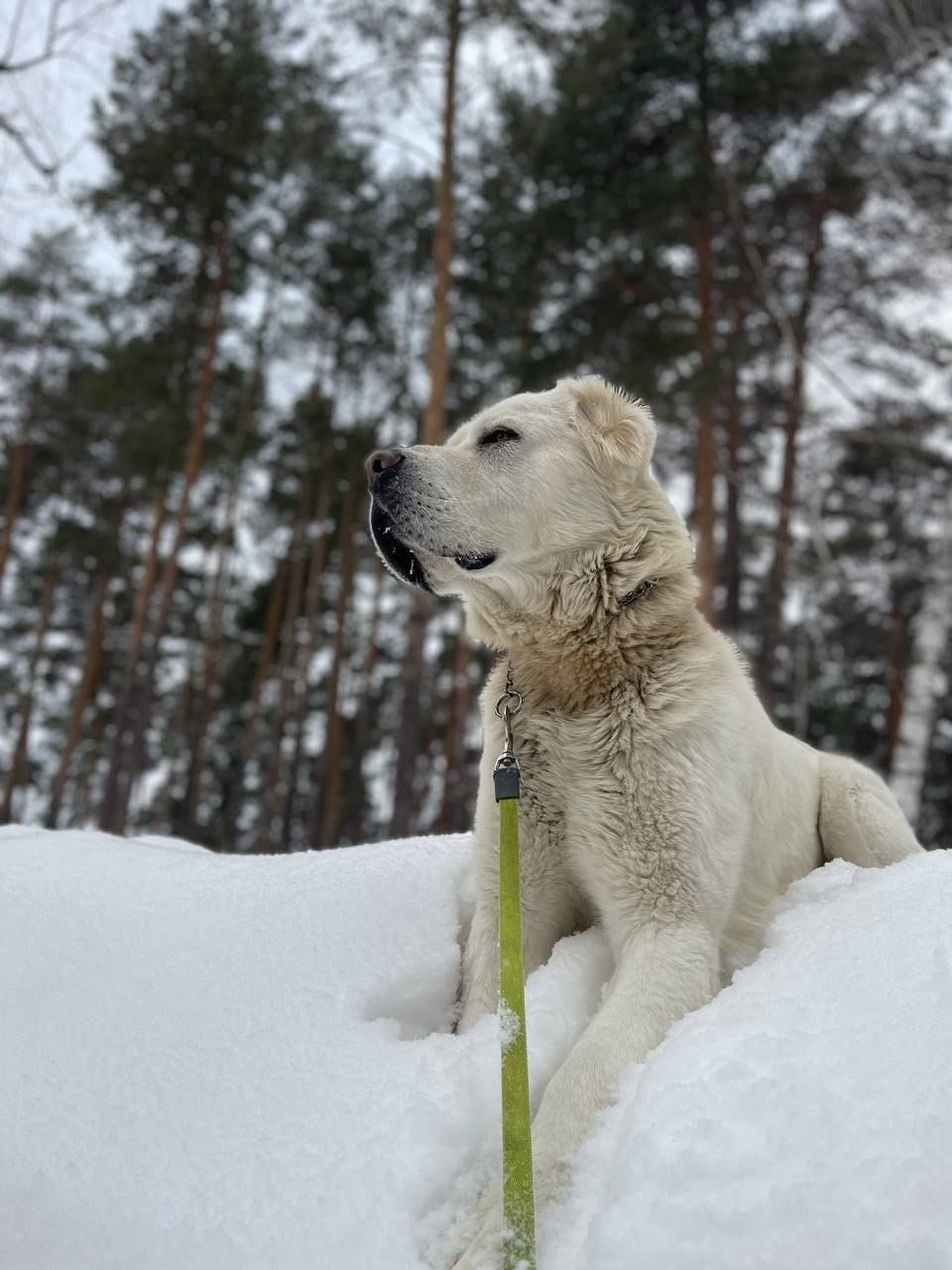 Раис Татарстана Рустам Минниханов поделился фотографией своего алабая