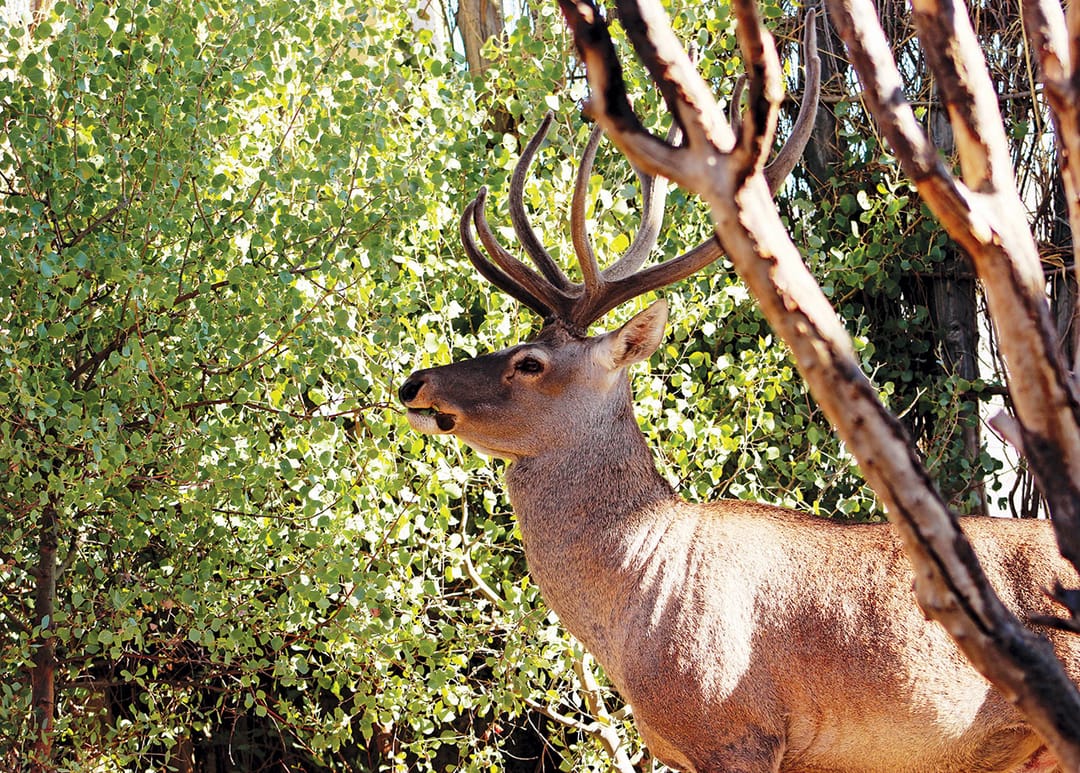 В Туркменистане объявлен конкурс видеороликов «Голос природы»