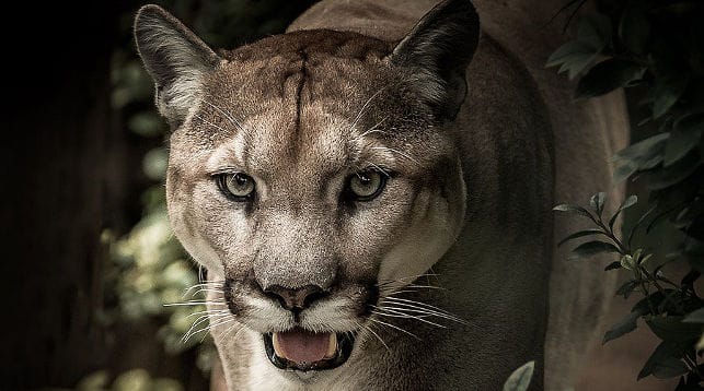 Yaban hayatı ve orman kaçakçılığı şebekelerini hedef alan küresel bir operasyonda 20.000 canlı hayvan ele geçirildi