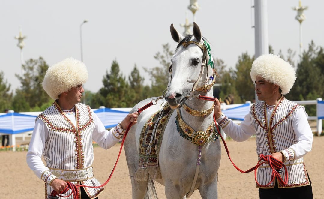 The second qualifying stage of the Ahal-Teke horse beauty contest was held in Turkmenistan
