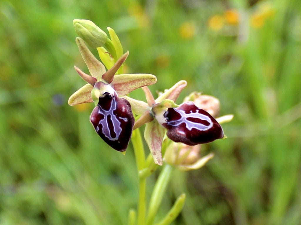 Уникальные орхидеи растут в туркменском ущелье Пордере