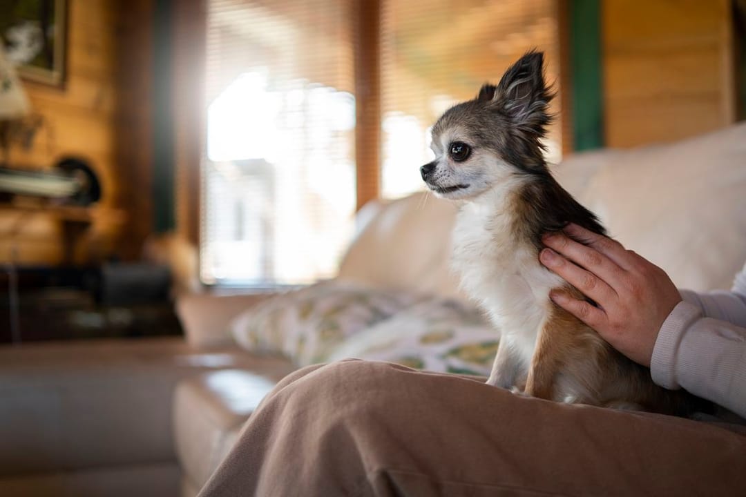 New York City Plans Paid Leave to Care for Pets