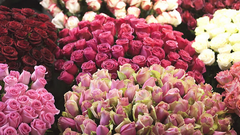 Up to half a million Dutch roses are grown annually in the farming of the western region of Turkmenistan