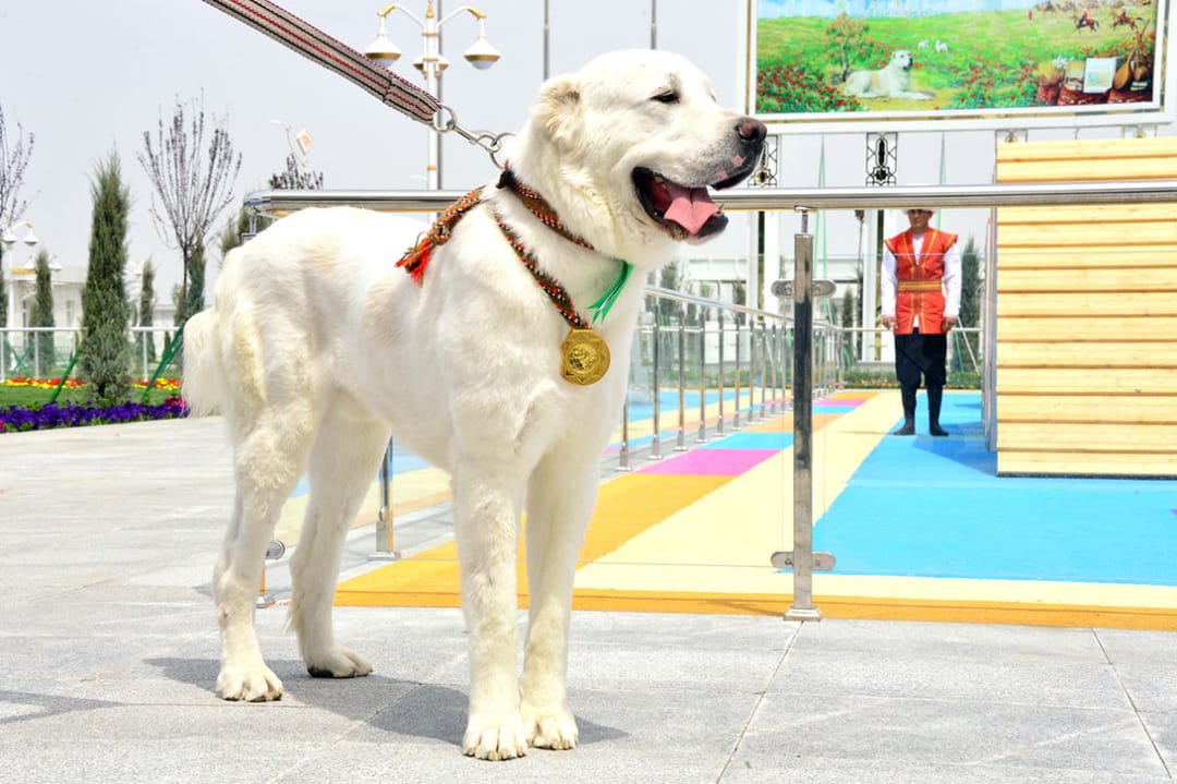 Akhan became the best Alabay of the year in Turkmenistan