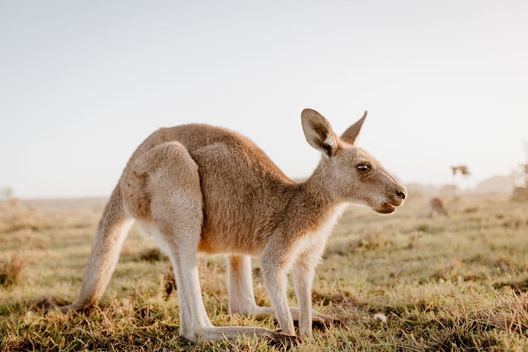 Australia has grown a kangaroo embryo using IVF for the first time in the world