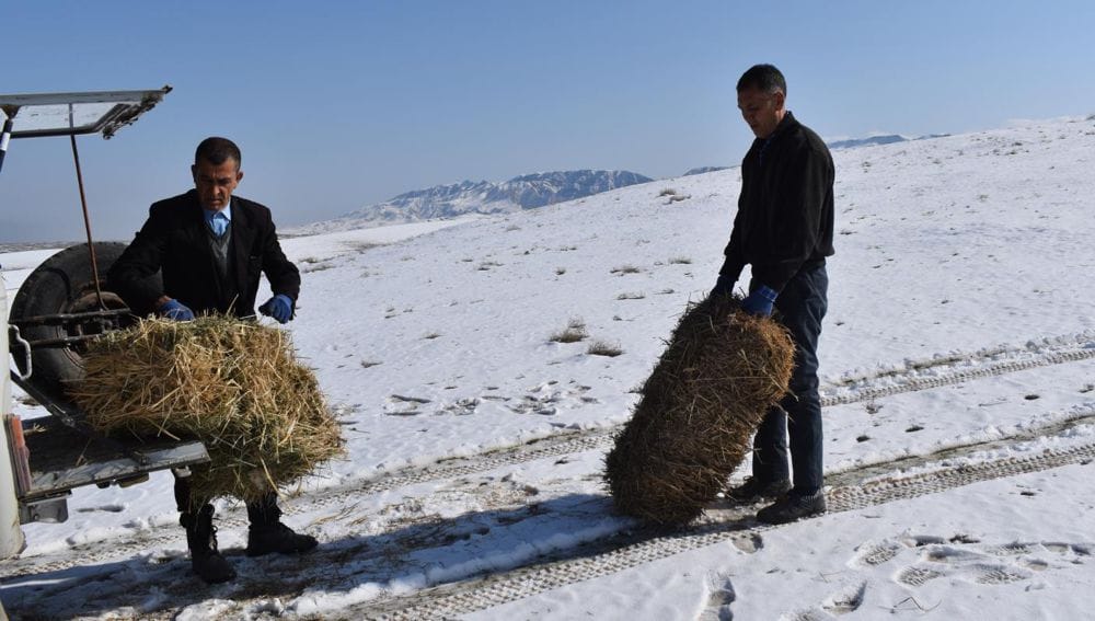Köpetdag döwlet tebigy goraghanasynyň işgärleri gyşlaýan haýwanlaryň hasabyny aldylar