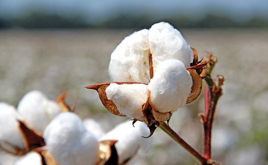 A new fine-fiber cotton variety has been created in Turkmenistan