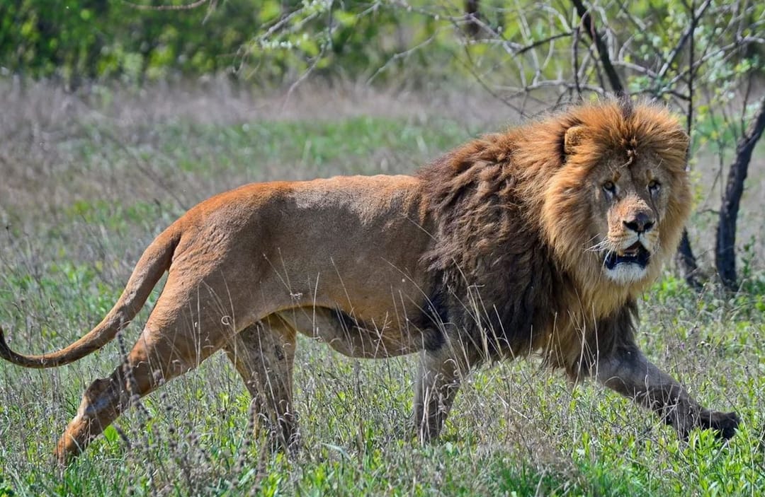 Блогер в парке случайно встретил льва 