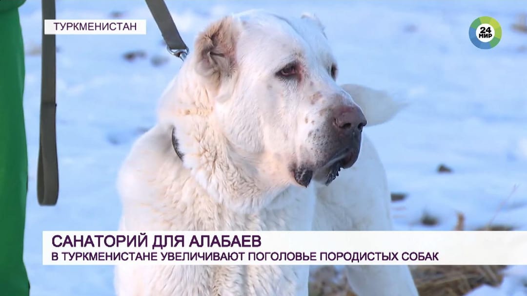Телеканал "Мир 24" рассказал о санатории для алабаев в Туркменистане 
