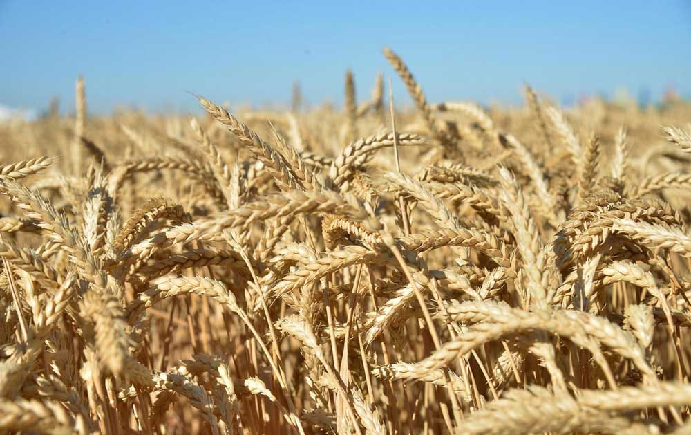 Хлеборобы Геоктепинского этрапа сдали свыше 20 тысяч тонн зерна