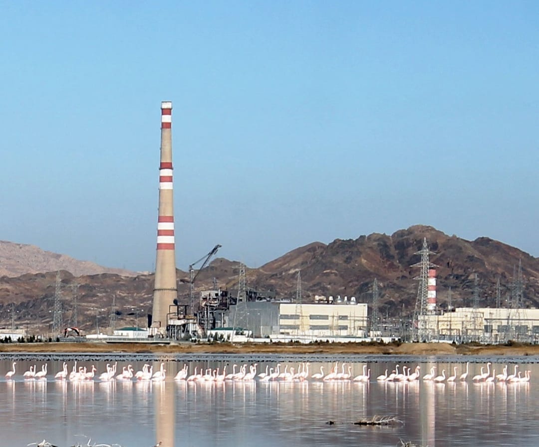 Орнитологи Хазарского заповедника Туркменистана подсчитали водоплавающих 